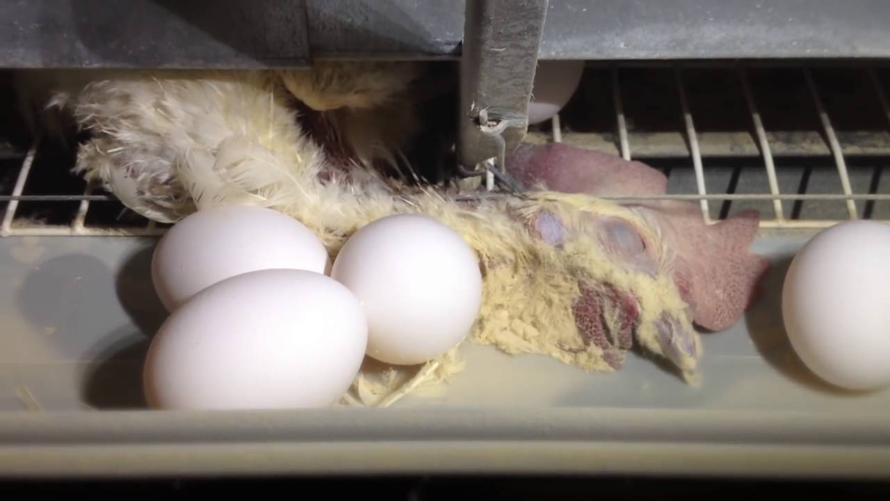 You Wont Believe How Eggs Are Made