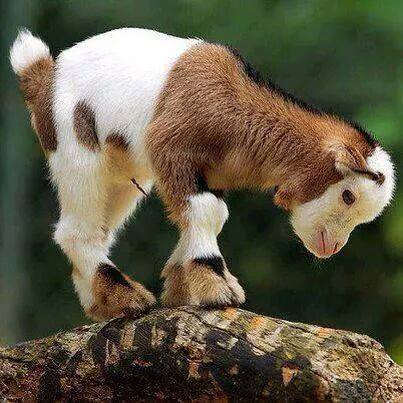 baby goats