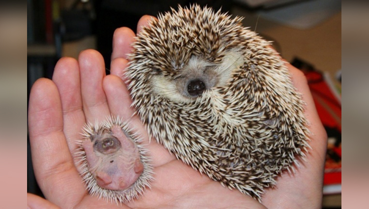 A baby hedgehog and his mother