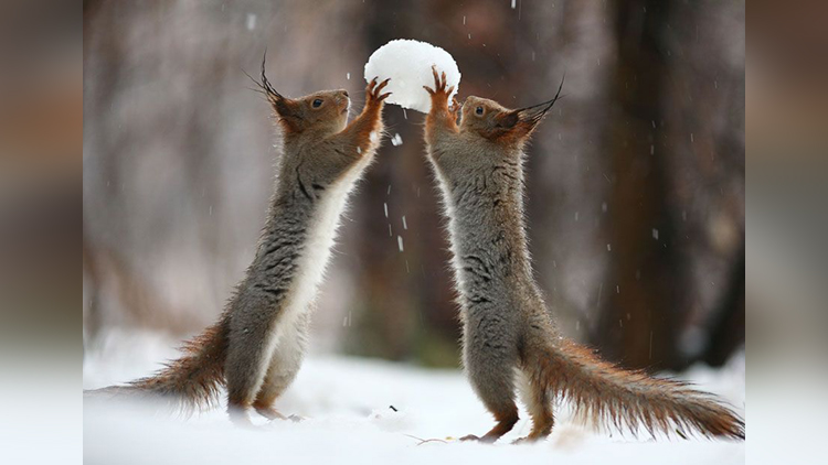 Squirrels playing 