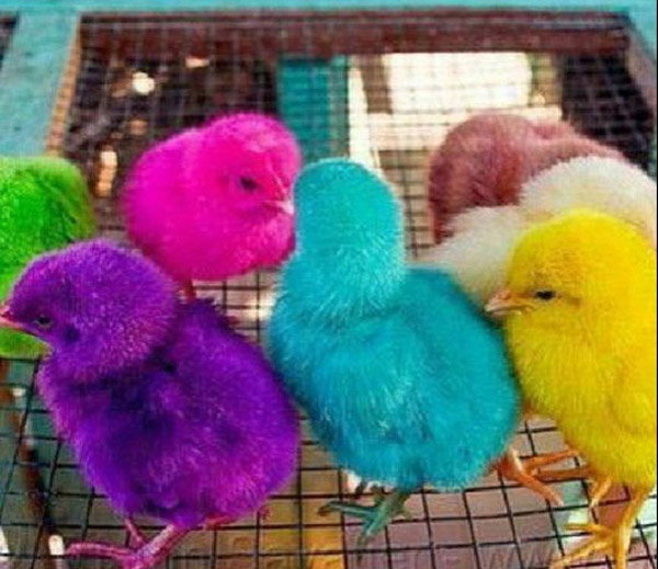 Have you ever seen colorful chickens