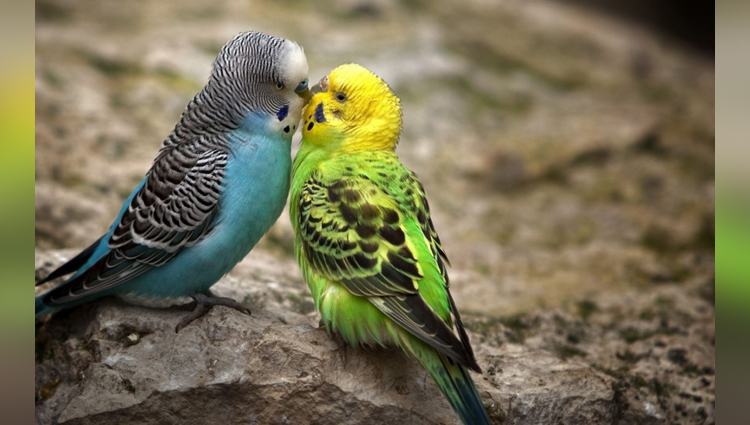 beautiful animal couple pictures