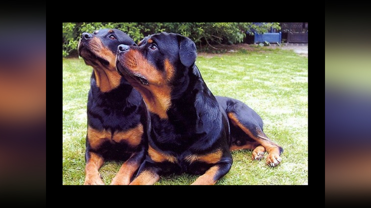 most expensive dogs