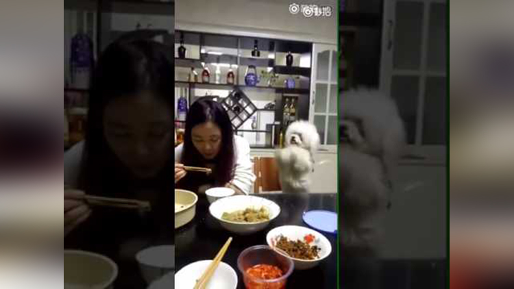 Cute Puppy begging for food pushing owner