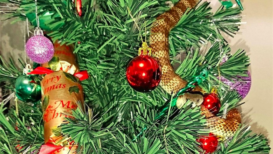snake found on christmas tree