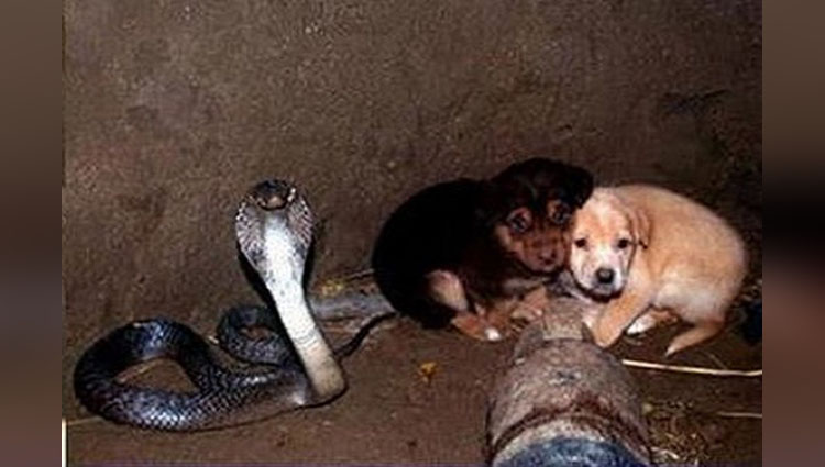 pups and cobra 