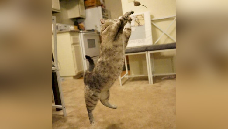 The cat dancing
