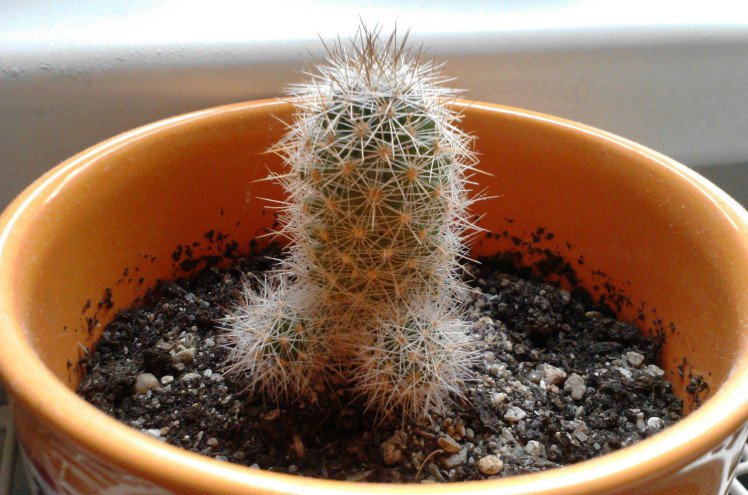 funny pictures of cactus plant