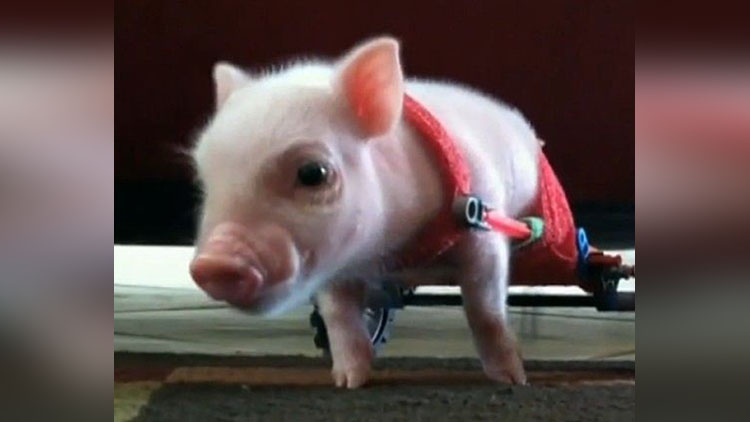 chris p bacon pig now a celebrity