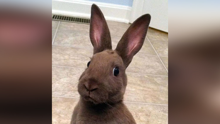 bunny selfie