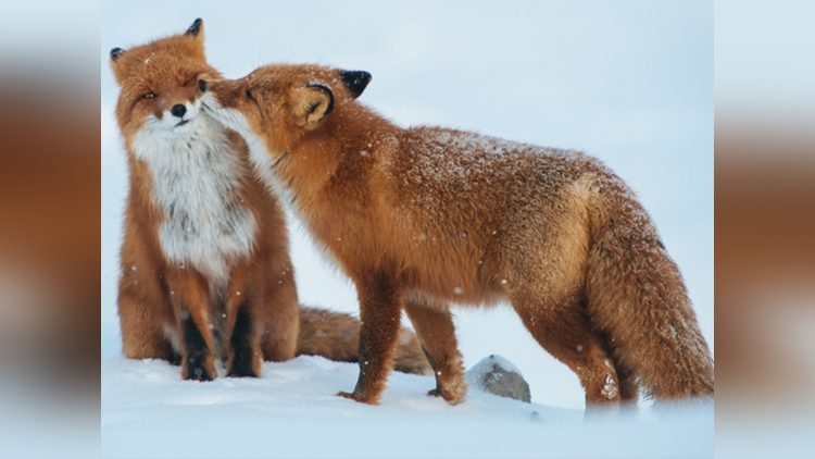 beautiful animal couple pictures