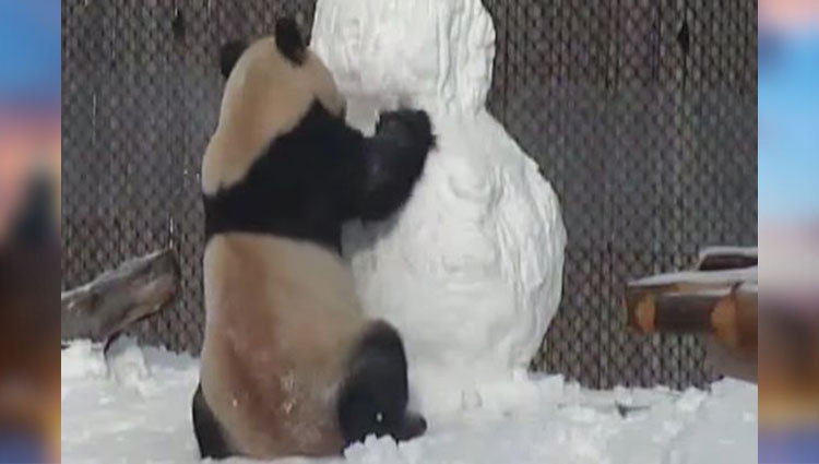 panda vs snowman video 