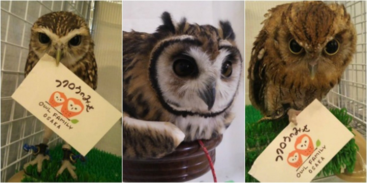 owls cafe boom in japan