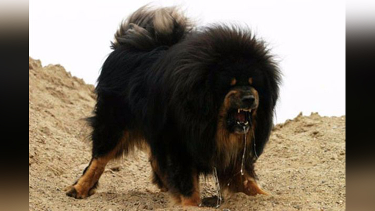 tibetan mastiff worlds most expensive dog