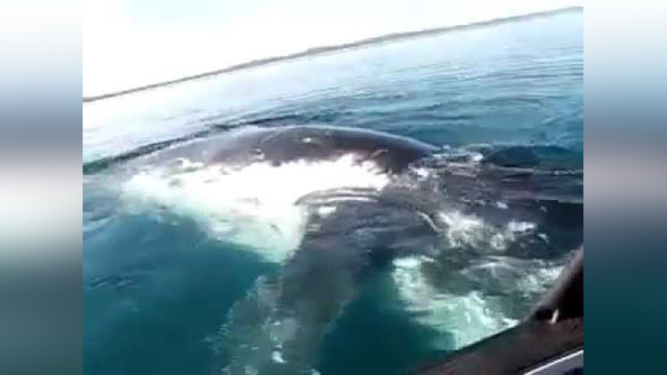 close encounter with a huge whale