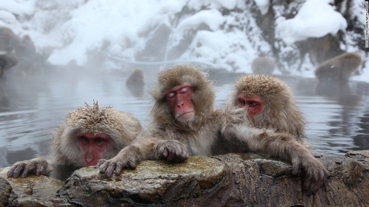 Snow Monkeys killed