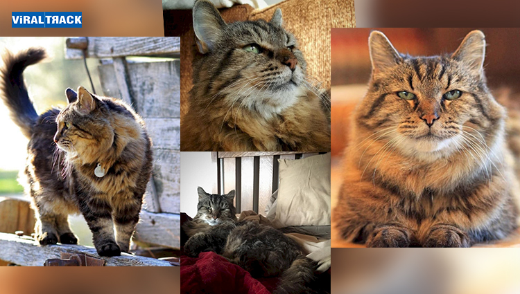 Meet Nutmeg, who is in the Race to Become WorldтАЩs Oldest Cat Alive!