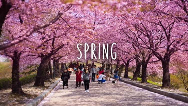 spring season pictures of japan