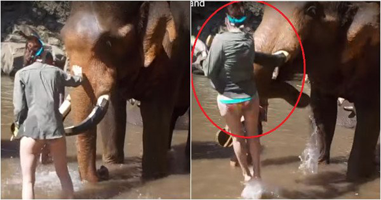 elephant threw girl in Air