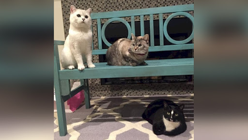 The cat with his friends on bench