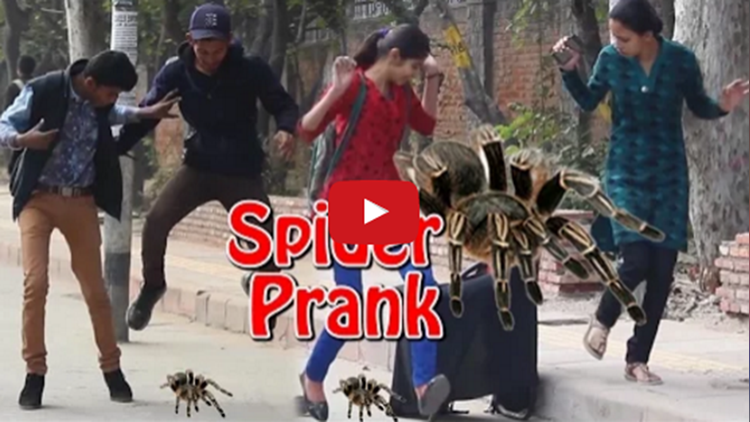 Giant Spider Prank video 