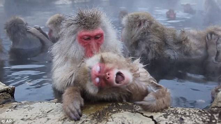 funny mouth of monkeys
