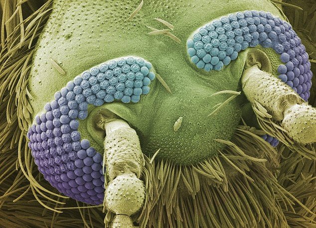Microscopic things 