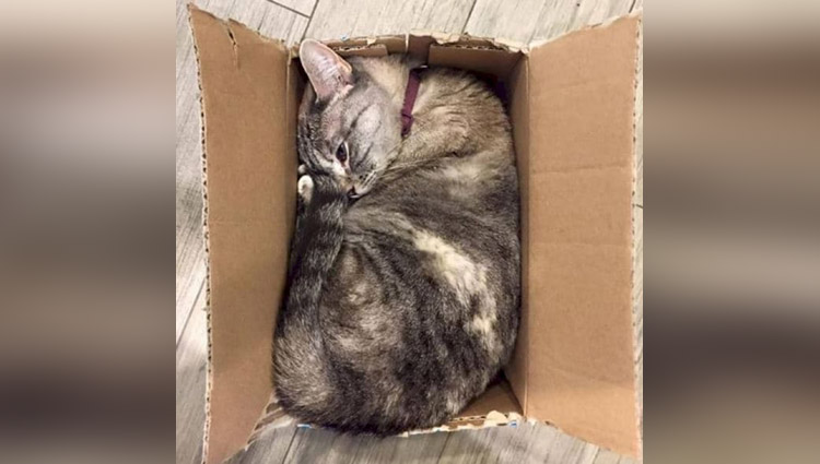 The cat sleeping in box