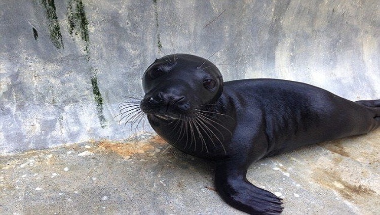 Black Seal 