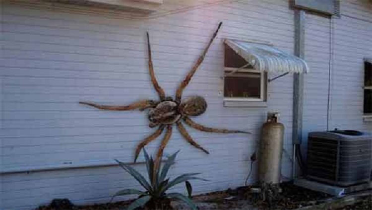 fake pic of huge spider