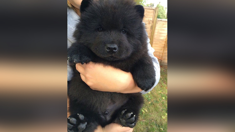 Black Chow Chow Puppy
