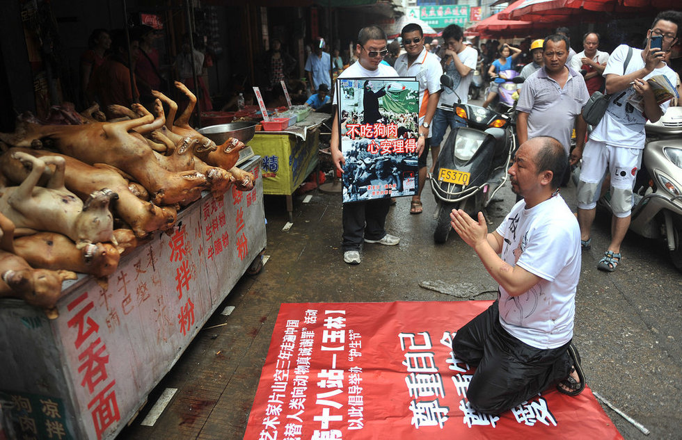 This is on account of the dog meat