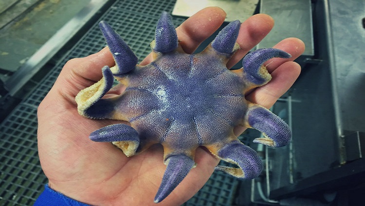 Starfish with five arms