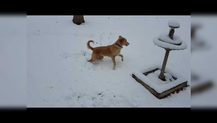 Dog from Puerto Rico sees snow for the first time
