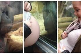 Orangutan kissed the pregnant womans baby bump