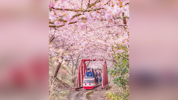 This Japanese Town Welcomes Cherry Blossoms Early Every Year