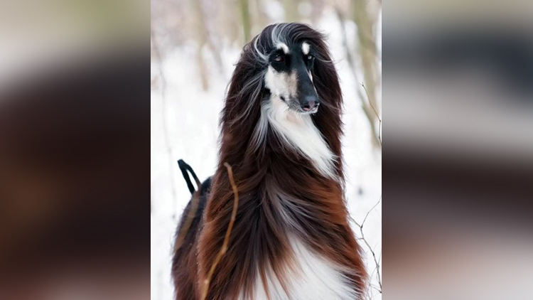Photos of Stylish Australian dog Goes Viral, Becomes Internet Sensation