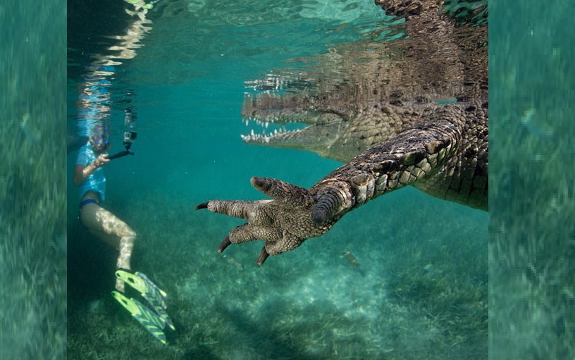 photographer stephen frink click a crocodile pictures