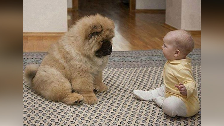 angry dog and baby