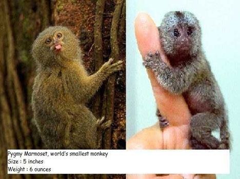 Worlds smallest monkey