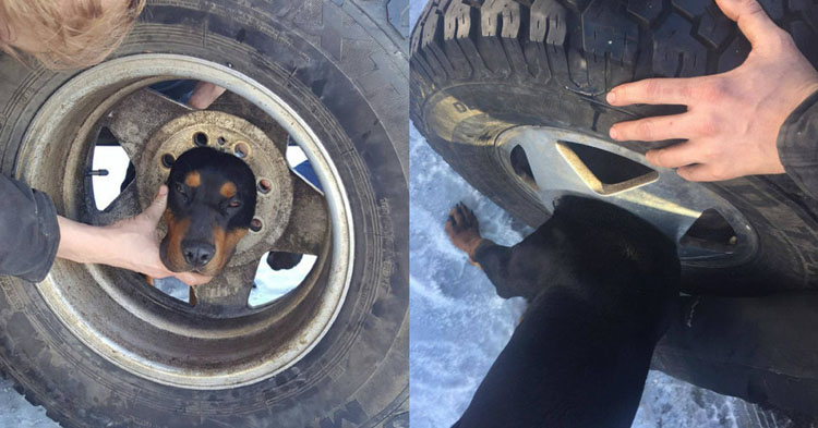 Puppy Gets His Head Stuck In A Tire