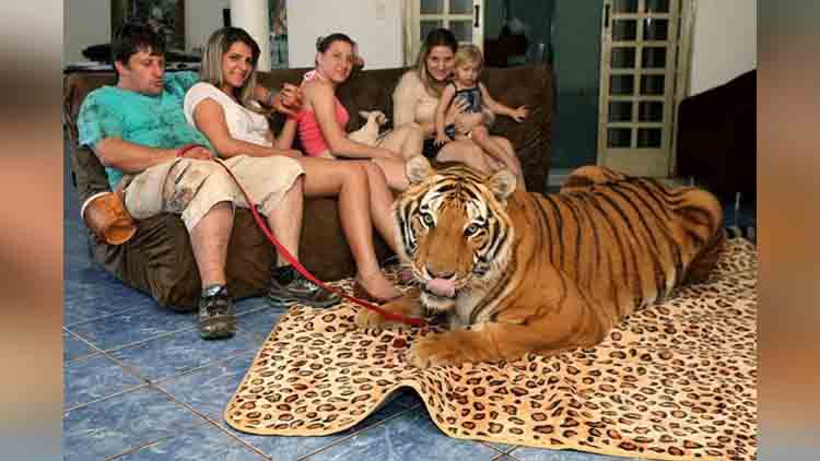 brazilian family lives with seven tigers