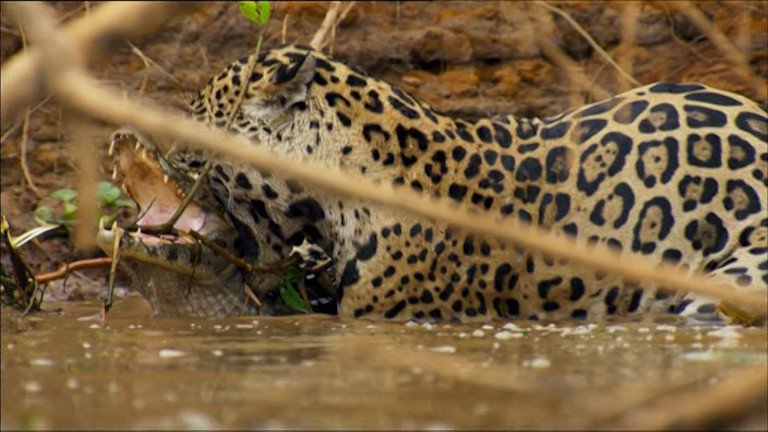 jaguar and crocodile fight