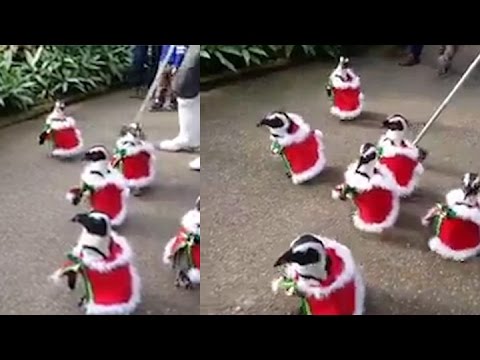 a parade of penguins dressed up as santa claus