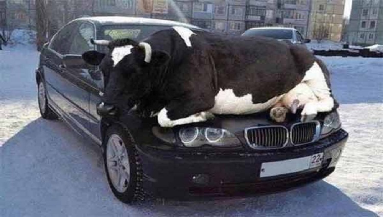  fake Cow resting on car hood.