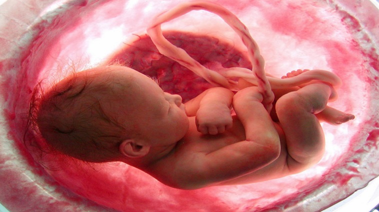 child in the womb