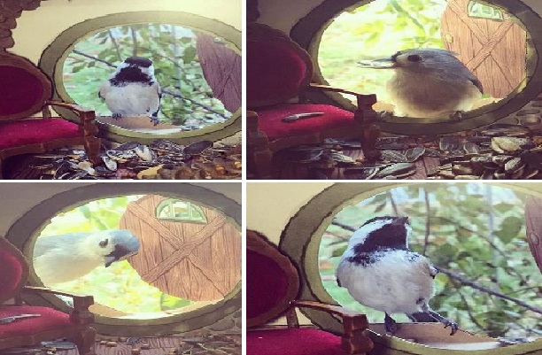Bird lover who lives in Portland makes small house for birds