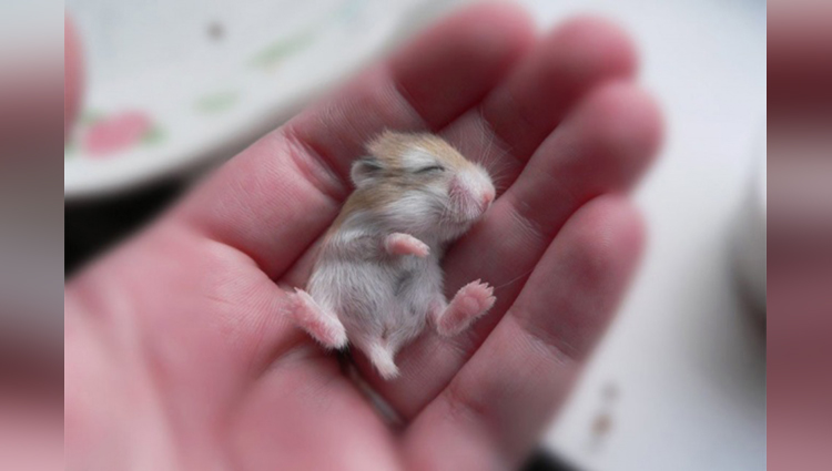  A baby hamster