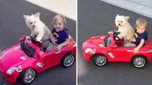 Dog drives a little car 
