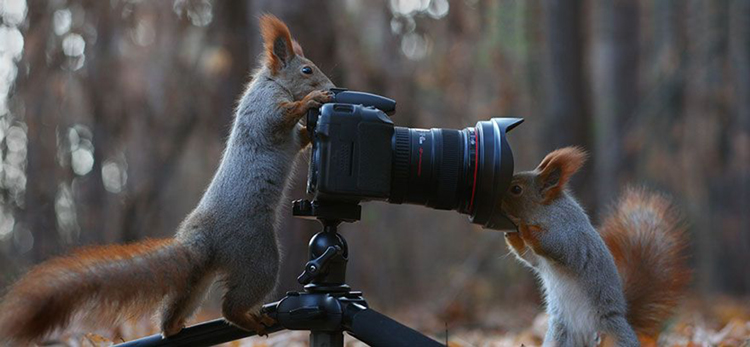 squirrel clicking pictures